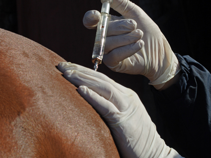 horse-injection
