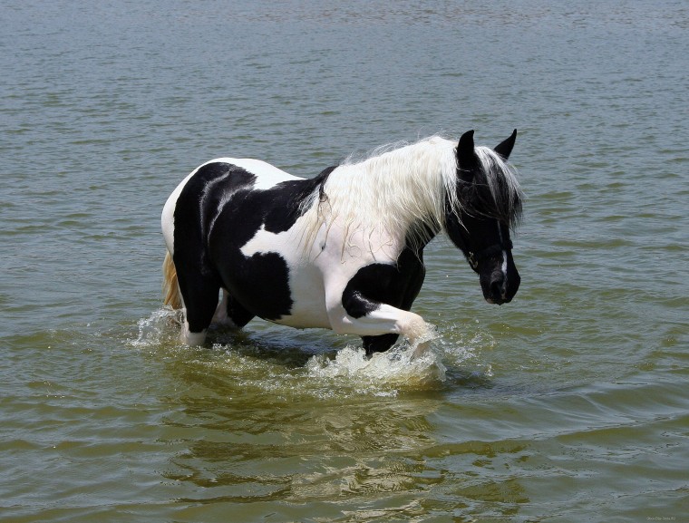Лошадь-в-воде-2