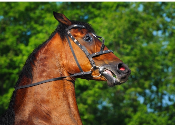 Язык лошадей как его понять