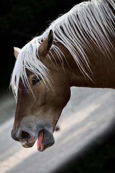 Язык лошадей как его понять