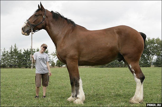biggest-horse-poe-01