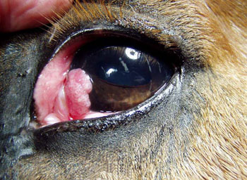 Лечение глаз у лошади thumbnail