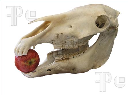 Horse-Skull-Apple-254276