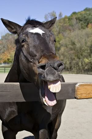 laughing_horse_teeth