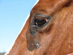 Болезни глаз у лошадей с фото thumbnail