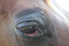 Как вылечить глаз лошади thumbnail