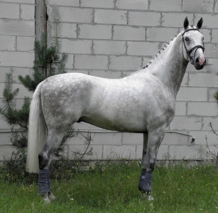 Великопольская порода лошадей: фото, описание мерина