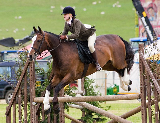 Tack N Tails - Tack and Turnout - Working Hunter Jumping 2