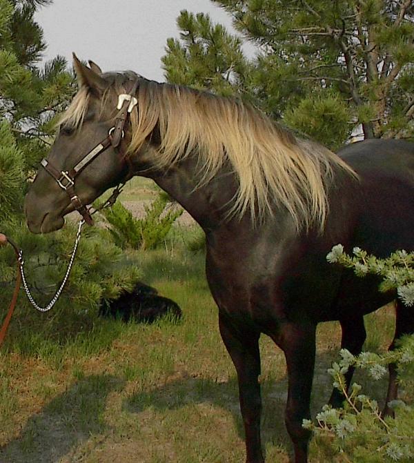 east-bulgarian-horse