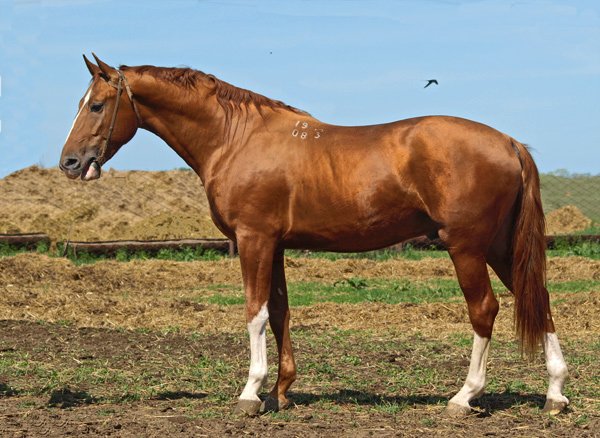 Буденновская порода лошадей: характеристика, история и типы (28 фото)