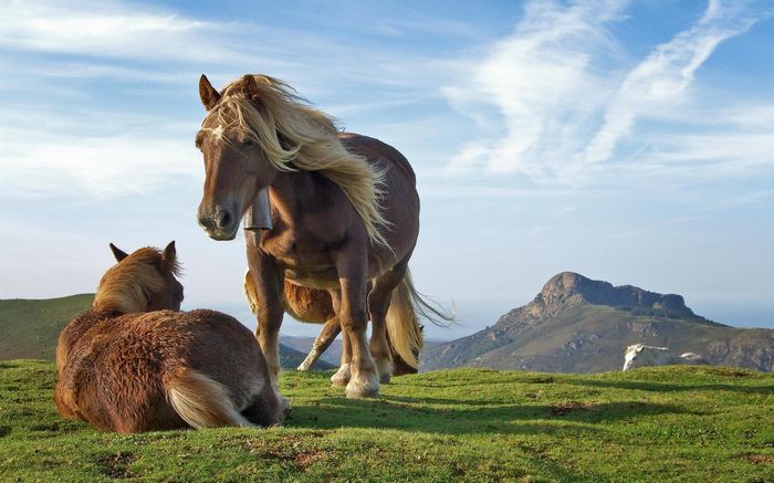 two_icelandic_horses_playing-wide