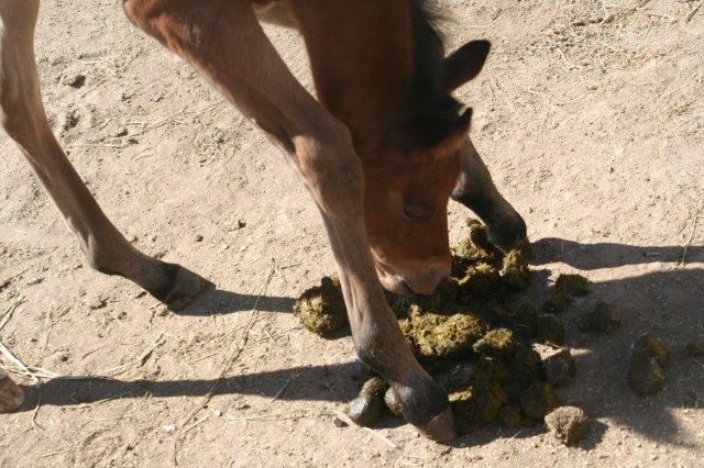 foal-eating-poo-small