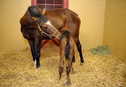 mare-and-foal-nursing
