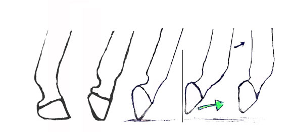Toe-lift-drawing-series