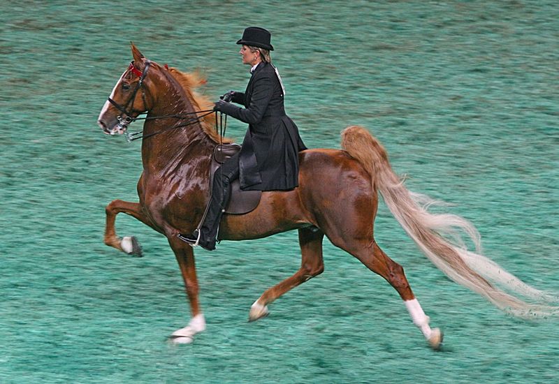 2009_Worlds_Championship_Horse_Show_(3877971589)