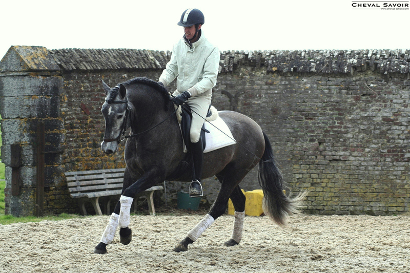 the-canter-part-two-control-of-the-strides-dressage-horse-1