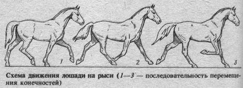 horse_74