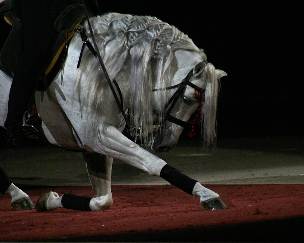 цирковые лошади фото