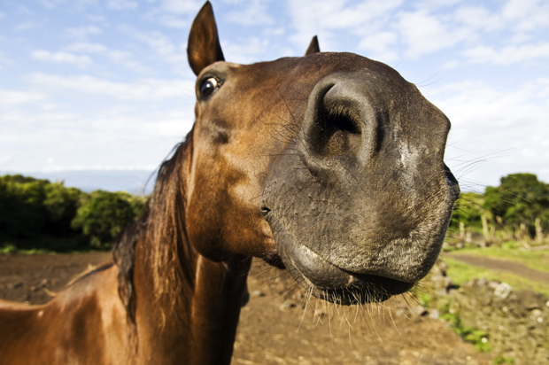 Болезни лошади: узнай симптомы и опереди врага | Ветеринарные препараты оптом