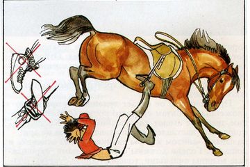 Техника безопасности при общении с лошадью, посещении конюшни