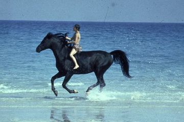 Черный скакун / The Black Stallion (1979 г.)