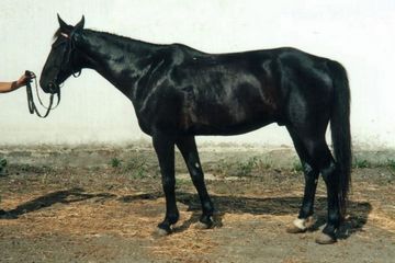 Породы: Кабардинская лошадь (верхово-упряжная)