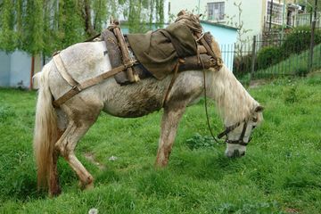 Породы: Албанская лошадь