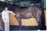 Акупрессура - точечный массаж лошади
