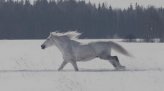Белая лошадь (Россия, 2013 г.)