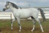 Породы: Азербайджанская лошадь