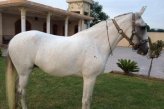 Породы: Белуджистанская (Baluchi Horse)